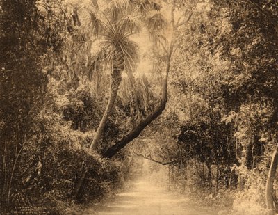 Brickell Hammock, Florida, c.1910 by Unknown